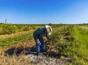 caption: Cliff Coddington inspects a young orange tree that's been uprooted by Hurricane Ian on a ranch he runs in Sarasota County, Fla.