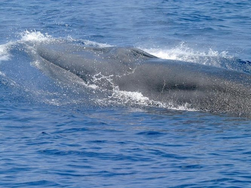 caption: Rice's whales can grow to 42 feet, but fewer than 100 remain.