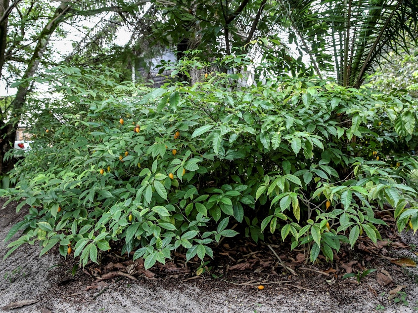 caption: Root extracts from the African shrub iboga have long been used in traditional healing rituals and more recently as an experimental treatment for depression and to reduce drug cravings in addiction. Scientists now are working on a version of the extract that doesn't cause heart attacks or hallucinations as side effects.