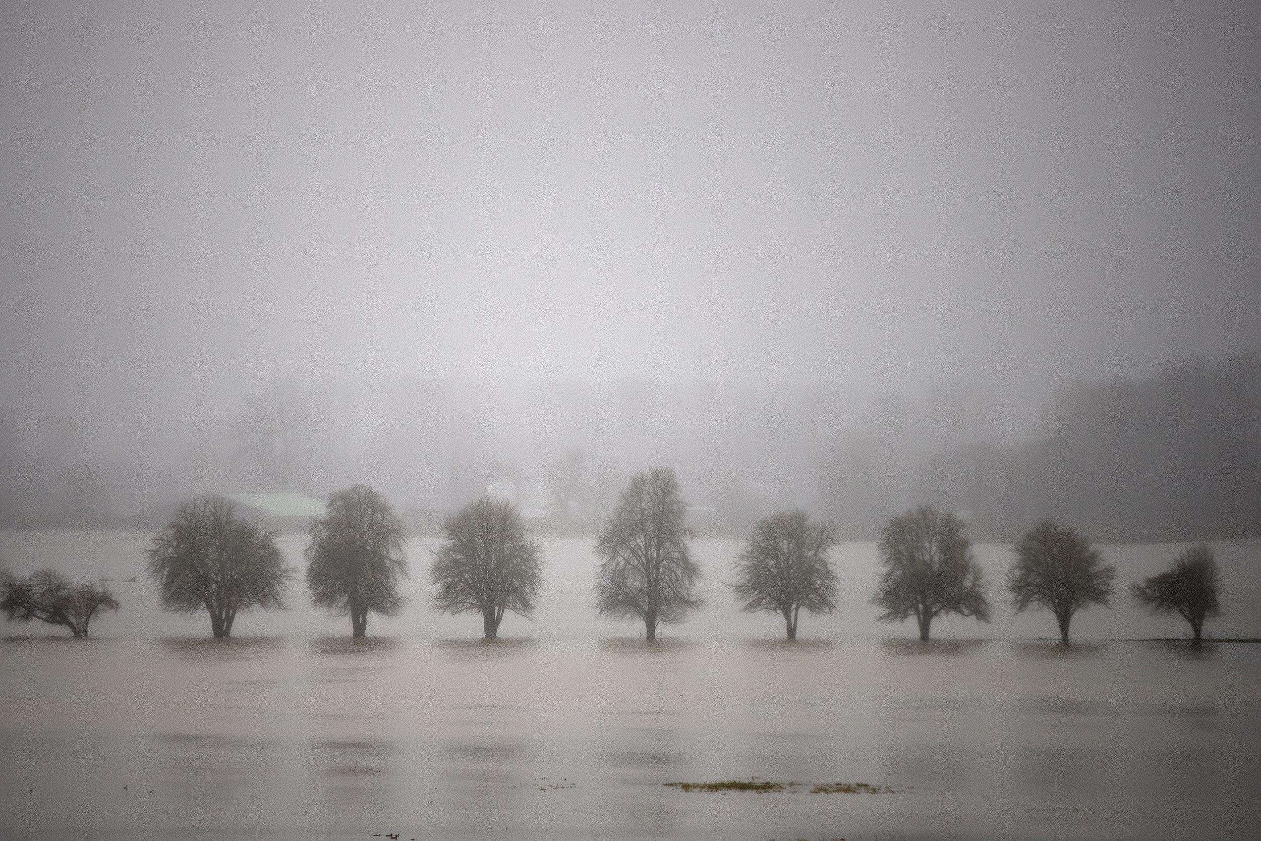 caption: A tree-lined road is shown submerged in flood waters following consecutive atmospheric rivers at Carnation Farms on Wednesday, December 10, 2025, in Carnation. 