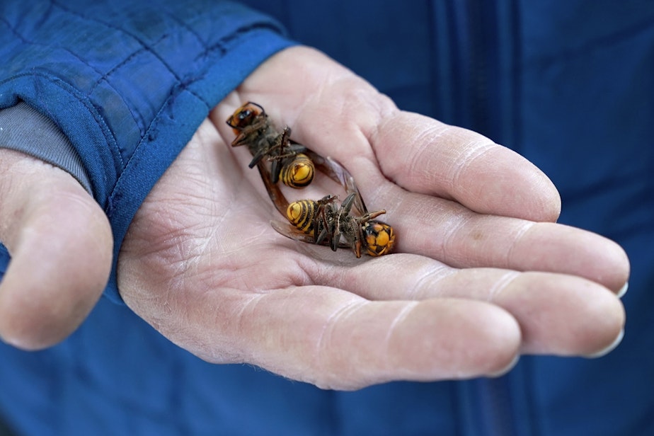 caption: A Washington State Department of Agriculture workers holds two of the dozens of Asian giant hornets vacuumed from a tree Saturday, Oct. 24, 2020, in Blaine, Wash. 