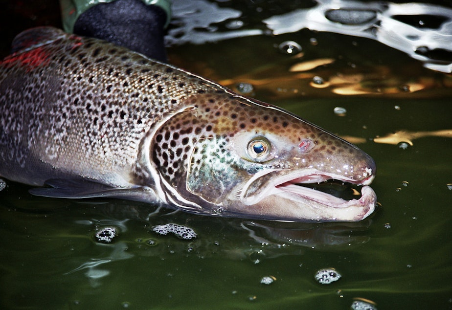 caption: A male Atlantic salmon. Last August, hundreds of thousands of farmed salmon escaped into the Puget Sound.