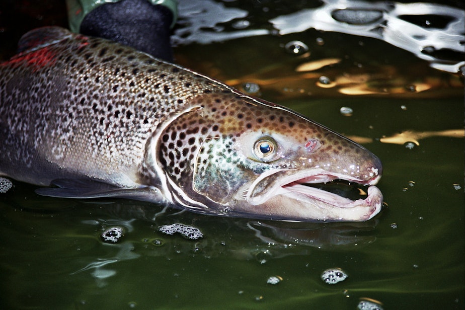 caption: A male Atlantic salmon. Last August, hundreds of thousands of farmed salmon escaped into the Puget Sound.