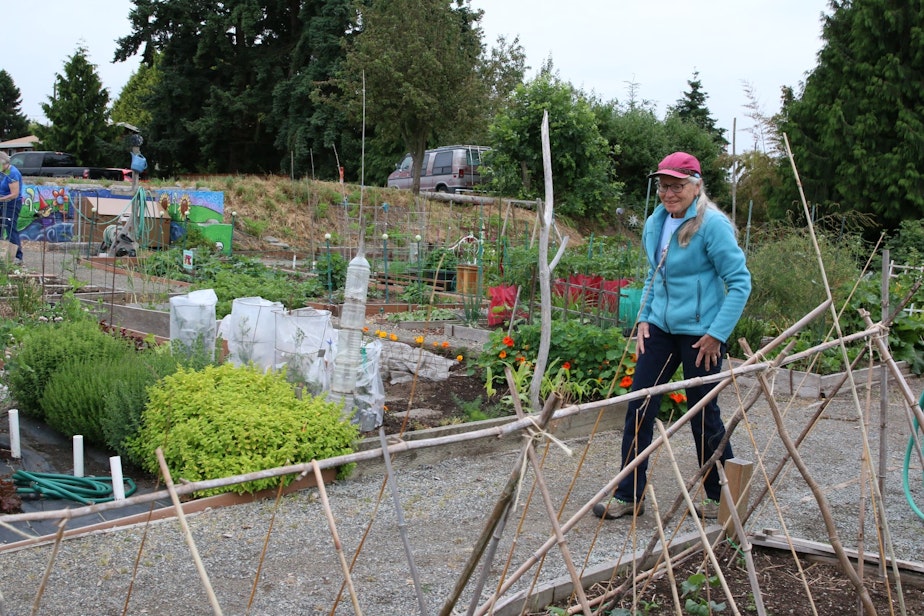 caption: Mary Jean Gilman inspects a cucumber trellis in the Giving Garden at the Ballard P-Patch