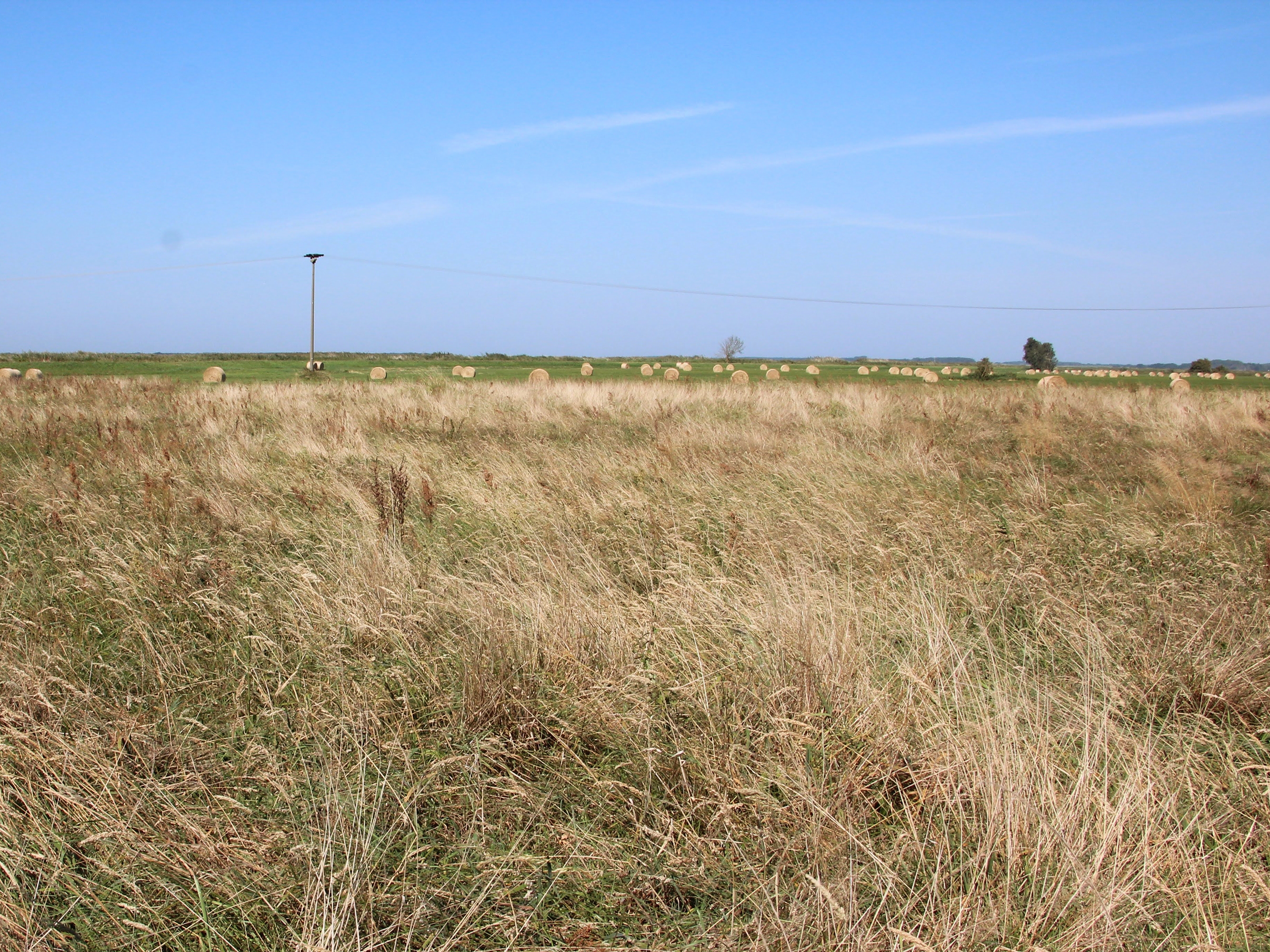 caption: The surface of this field on Germany's Baltic Sea coast has sunk by up to three feet since its protective layer of water was removed.