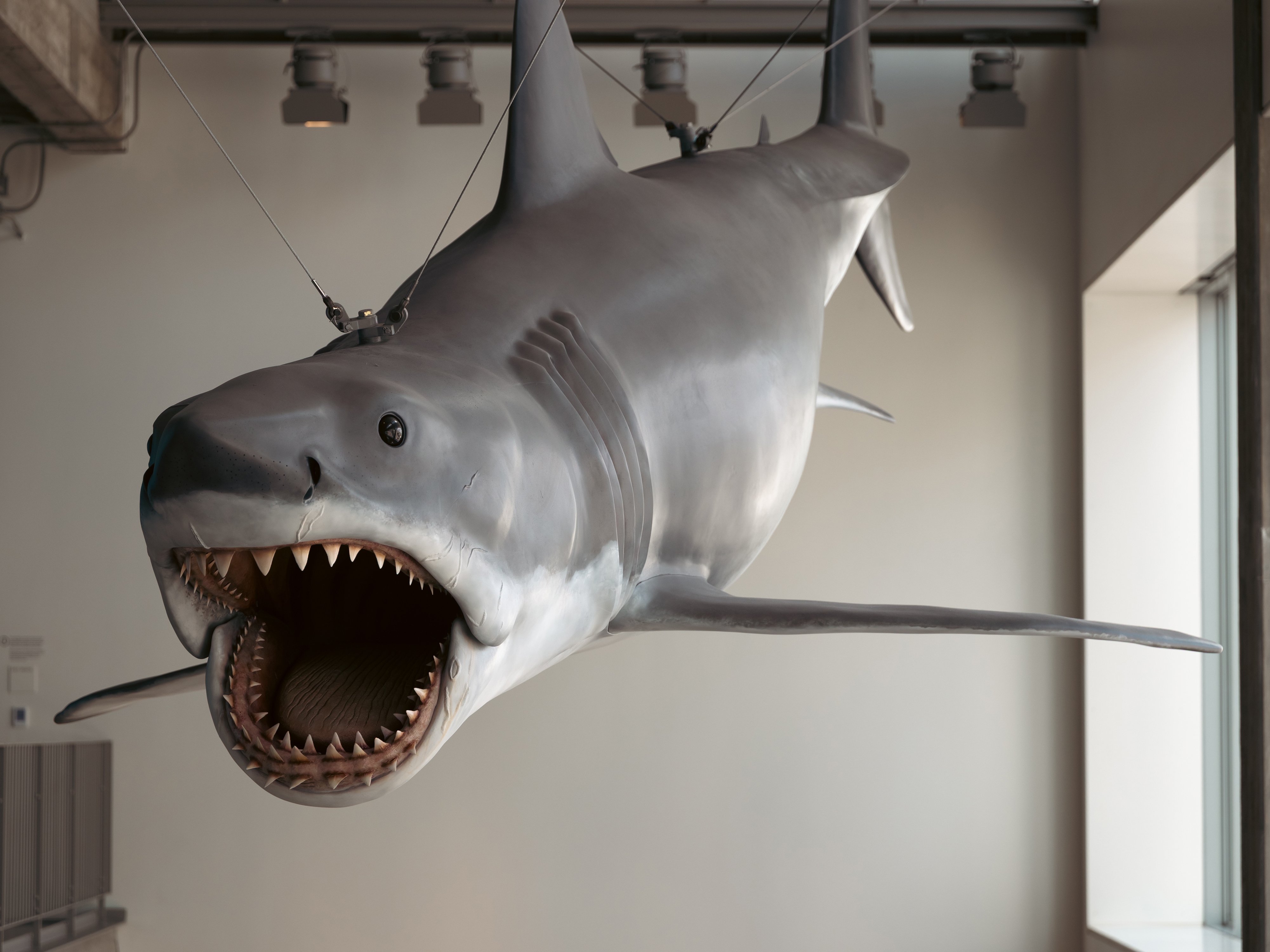 caption: The only remaining shark made from the original mold for <em>Jaws</em> is on display at a new exhibit at the Academy Museum of Motion Pictures in Los Angeles. NPR's Cory Turner helped locate the shark in a junkyard 15 years ago.