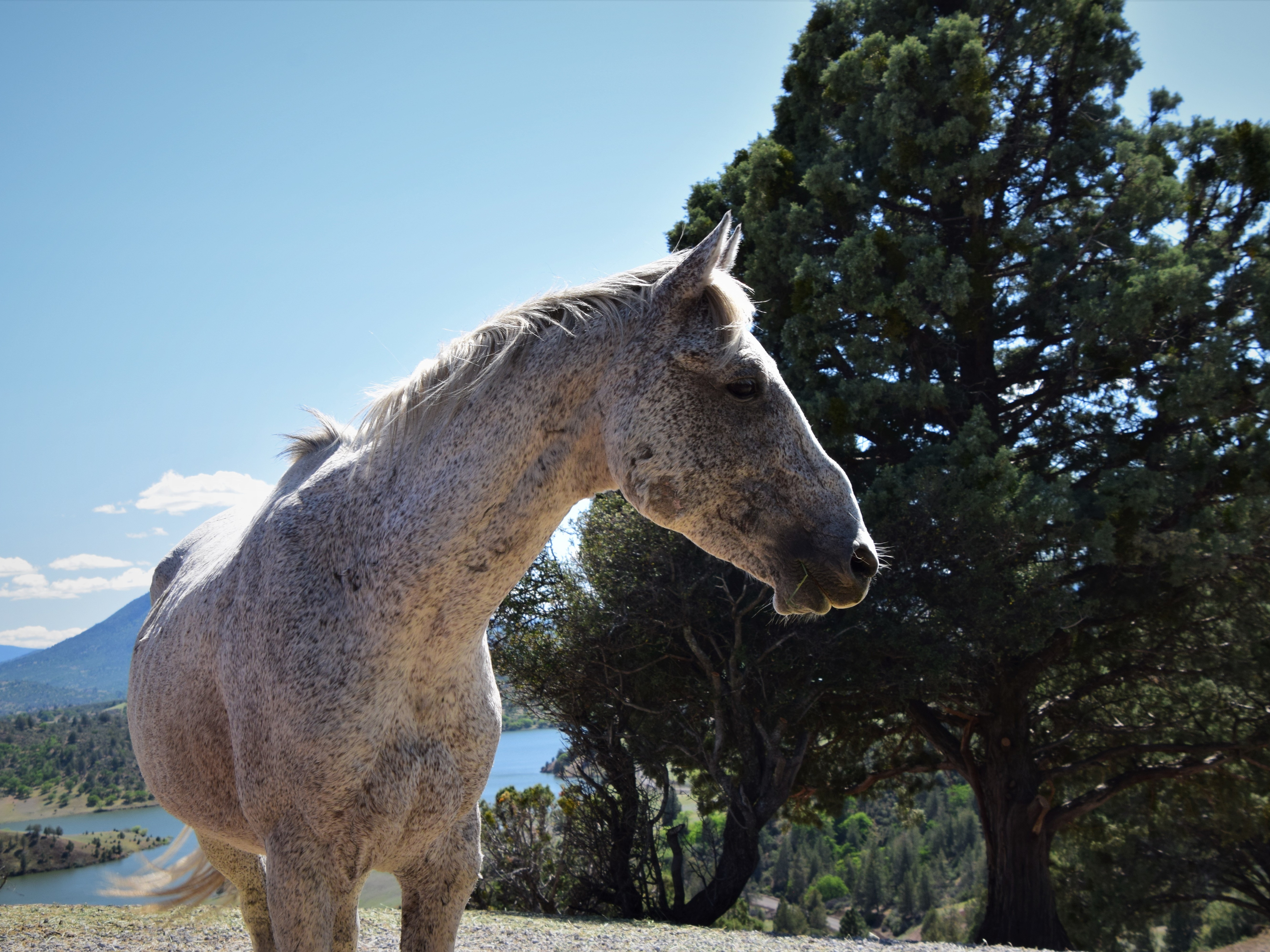 caption: Gandalf, a 16-year-old stallion and likely the oldest on the range, at Wild Horse Ranch in Siskiyou County, California in March 2022. Gandalf has been usurped by a younger stallion that allows him to continue to be part of the family band, a twist on the usual family band make-up that typically consists of a lone band stallion.