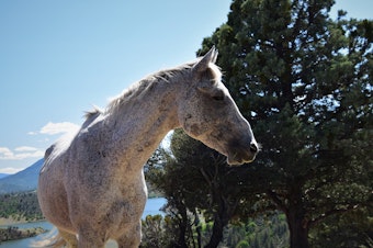caption: Gandalf, a 16-year-old stallion and likely the oldest on the range, at Wild Horse Ranch in Siskiyou County, California in March 2022. Gandalf has been usurped by a younger stallion that allows him to continue to be part of the family band, a twist on the usual family band make-up that typically consists of a lone band stallion.