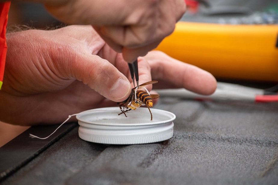 caption: A biologist tags an Asian giant hornet with dental floss and a tiny tracking device in Oct. 2020, in Blaine, Washington, just south of the Canadian border.