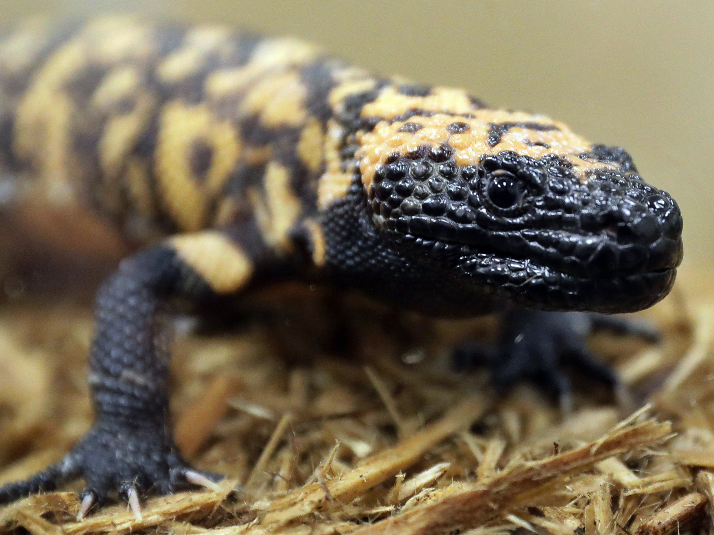 caption: A Gila monster is displayed at the Woodland Park Zoo in Seattle, Dec. 14, 2018. Gila monster bites are often painful to humans, but normally aren't deadly, experts say.