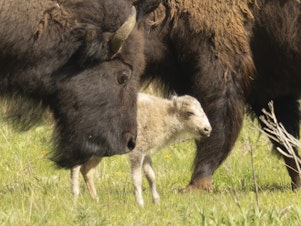 caption: This photo shows a white buffalo calf born on June 4, 2024, in the Lamar Valley in Yellowstone National Park, a spiritually significant event for many Native American tribes.