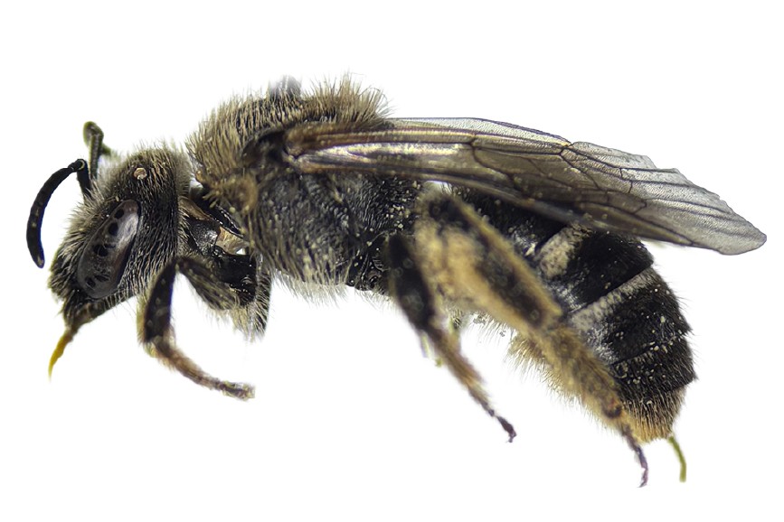 caption: The white-banded sweat bee (Lasioglossum leucozonium) had not been documented in Washington since 1906—until a Washington Bee Atlas volunteer found one near Ephrata.