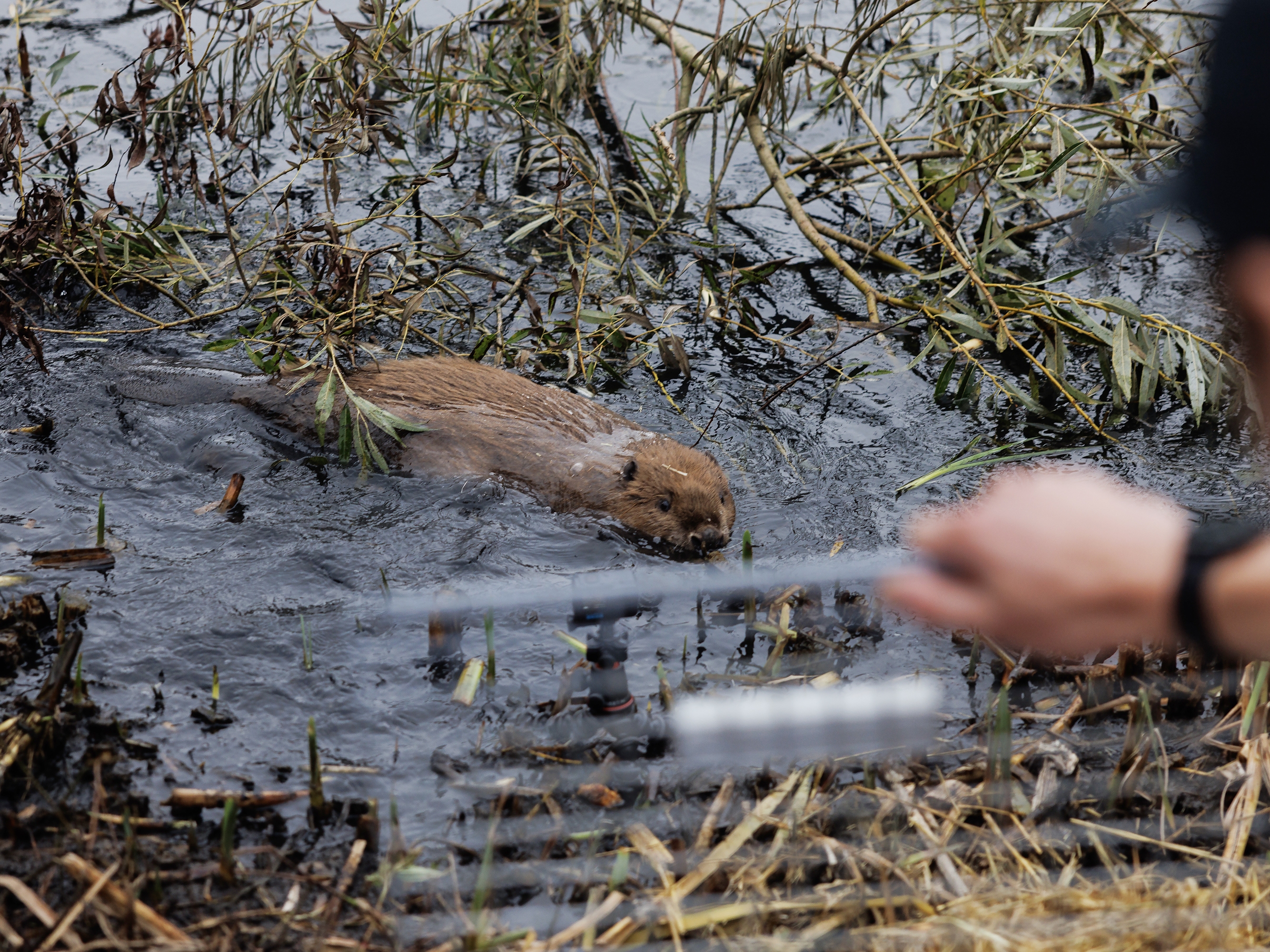 KUOW - As floods get worse, Britain tries a new solution: beavers