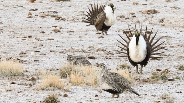 caption: The West’s greater sage grouse are in trouble. They make their homes in desert sagebrush country. As their habitat shrinks, sage grouse numbers dwindle. Biologists are working to boost the birds' numbers. 