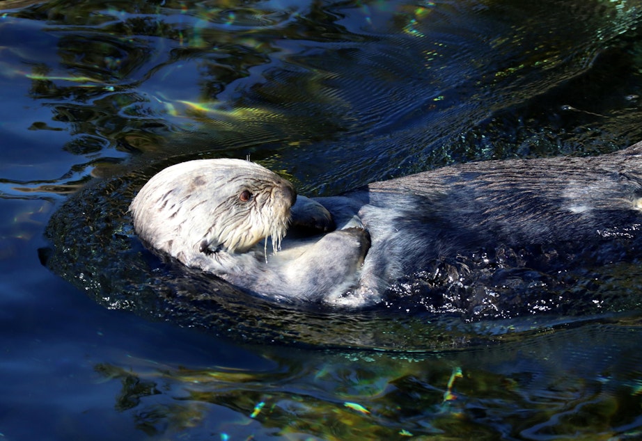 caption: Presently, the only places to see sea otters in Oregon are at the Oregon Zoo and the Oregon Coast Aquarium, where this guy lives.