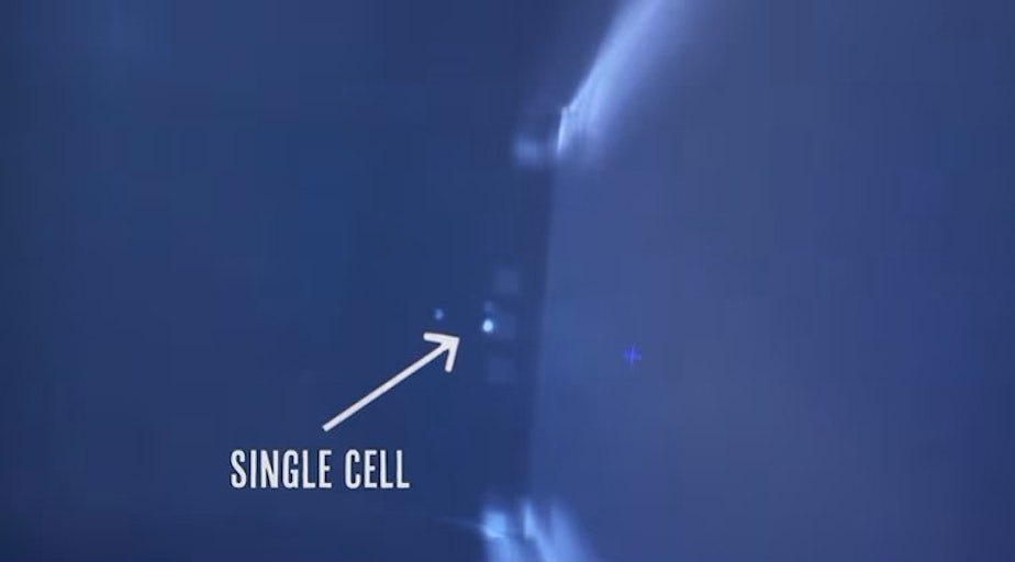 caption: Oregon Health and Science University researchers have devised a way to 3D print individual cells so small that they are invisible to the naked eye.