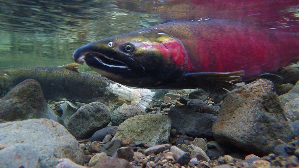 caption: Spawning Coho salmon.