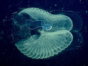 caption: The deep ocean is filled with sea creatures like giant larvaceans. They're actually the size of tadpoles, but they're surrounded by a yard-wide bubble of mucus that collects food — and plastic.