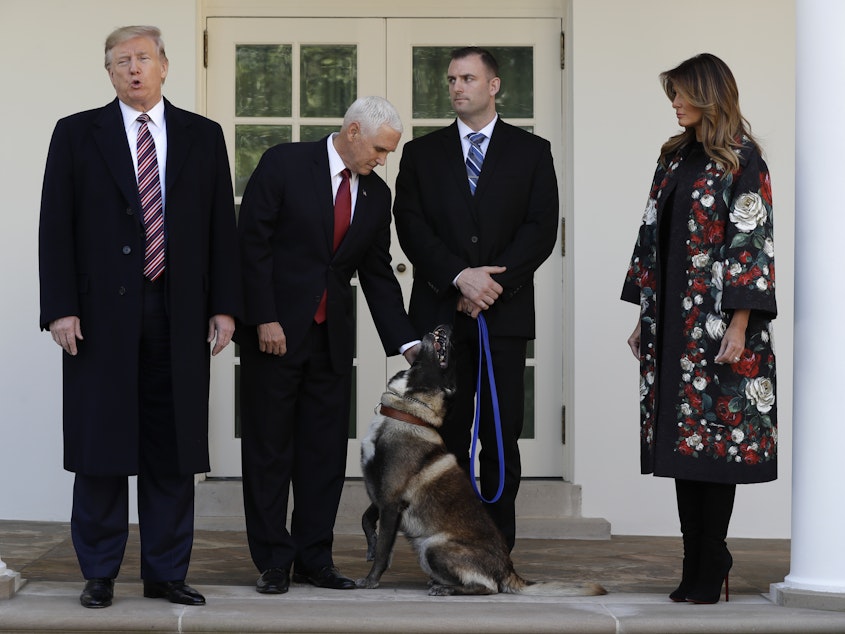 caption: President Trump, Vice President Pence and first lady Melania Trump present Conan, the military working dog injured in the successful operation targeting Islamic State leader Abu Bakr al-Baghdadi, before the media in the Rose Garden at the White House on Monday.