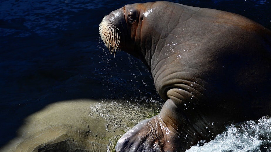 caption: A walrus pictured at the Pairi Daiza animal park in Brugelette, Belgium.