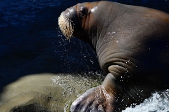 caption: A walrus pictured at the Pairi Daiza animal park in Brugelette, Belgium.