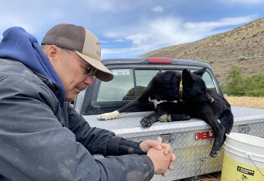 caption: Gary Hess and his cattle dog, Buddy, have been at work so far in 2021 not just herding cows but selling off some of the herd, anticipating a bad year due to little rain and poor grass-growing conditions to feed the cows.
