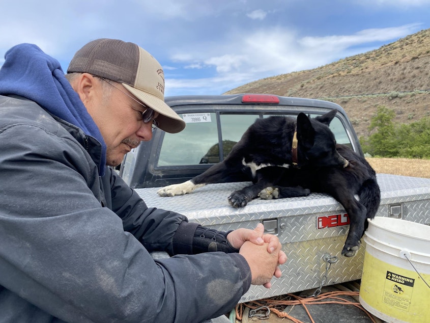 caption: Gary Hess and his cattle dog, Buddy, have been at work so far in 2021 not just herding cows but selling off some of the herd, anticipating a bad year due to little rain and poor grass-growing conditions to feed the cows.