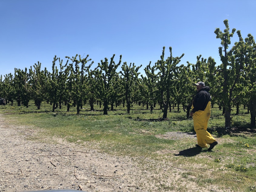 caption: Carlos Perez Carillo walks amid a fruit orchard outside of Mattawa in central Washington. He’s not far from where the workers who’ve been exposed to mumps are being quarantined at King Fuji Ranch. He says he’s been warned to stay away.