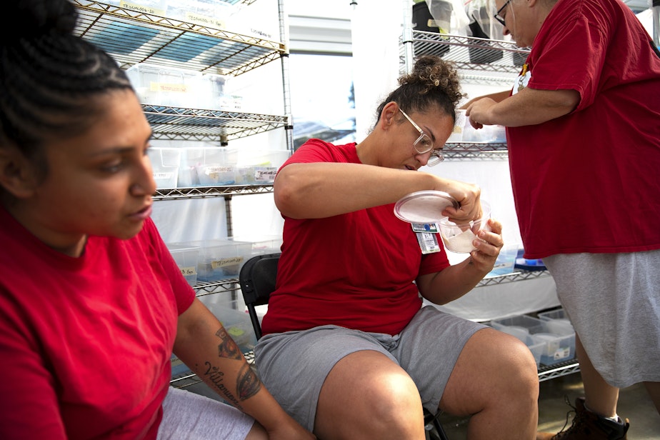 caption: From left, Selina Juarez, Margaret Taggart, and Jennifer Teitzel work with endangered Taylor’s checkerspot butterflies in a greenhouse at Mission Creek Corrections Center for Women in Belfair, Washington, on May 30, 2025.
