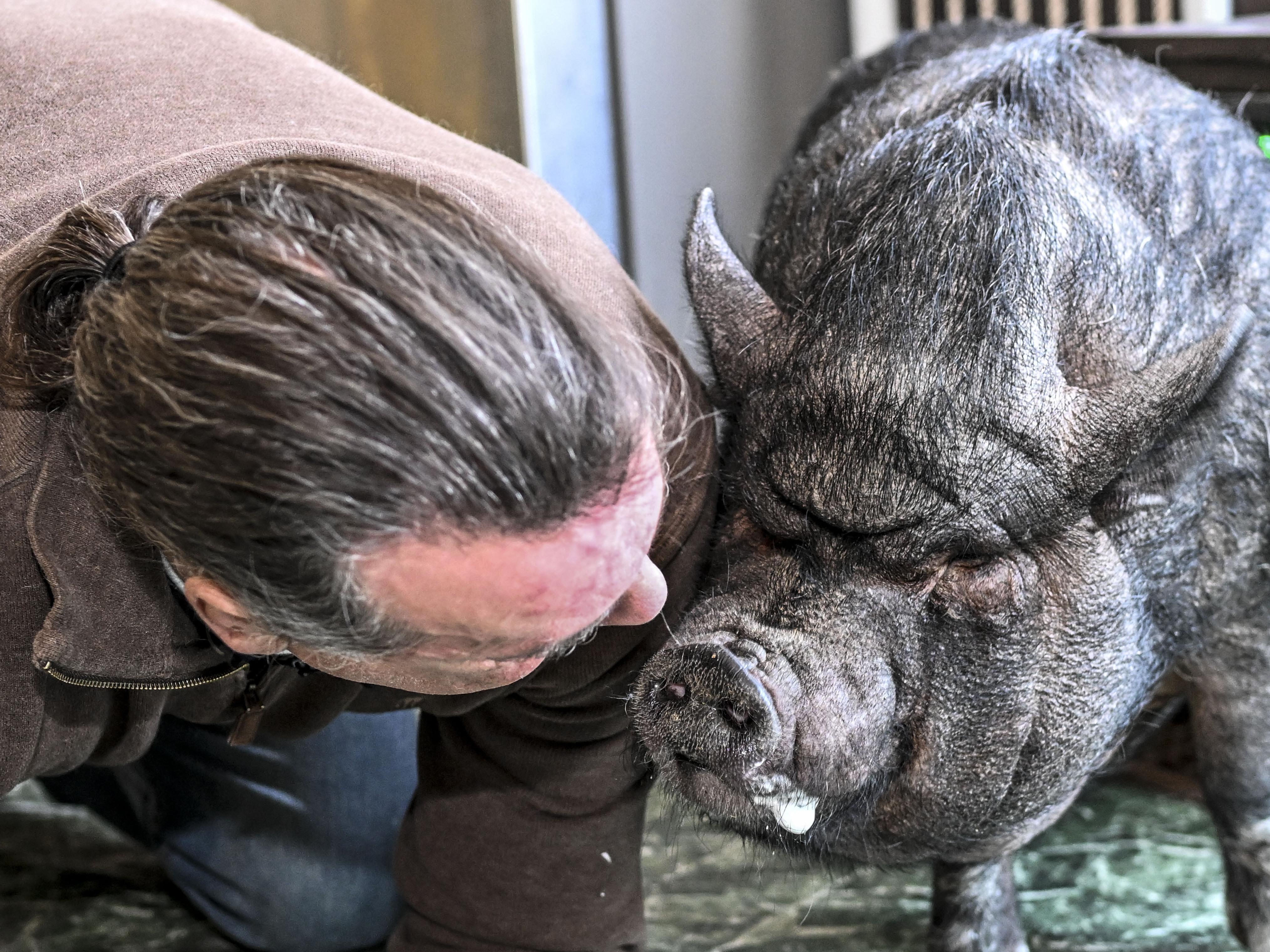 caption: Wyverne Flatt, who is fighting to keep his pot-bellied pig Ellie as an emotional support animal, poses for a photograph at his home in Canajoharie, N.Y.