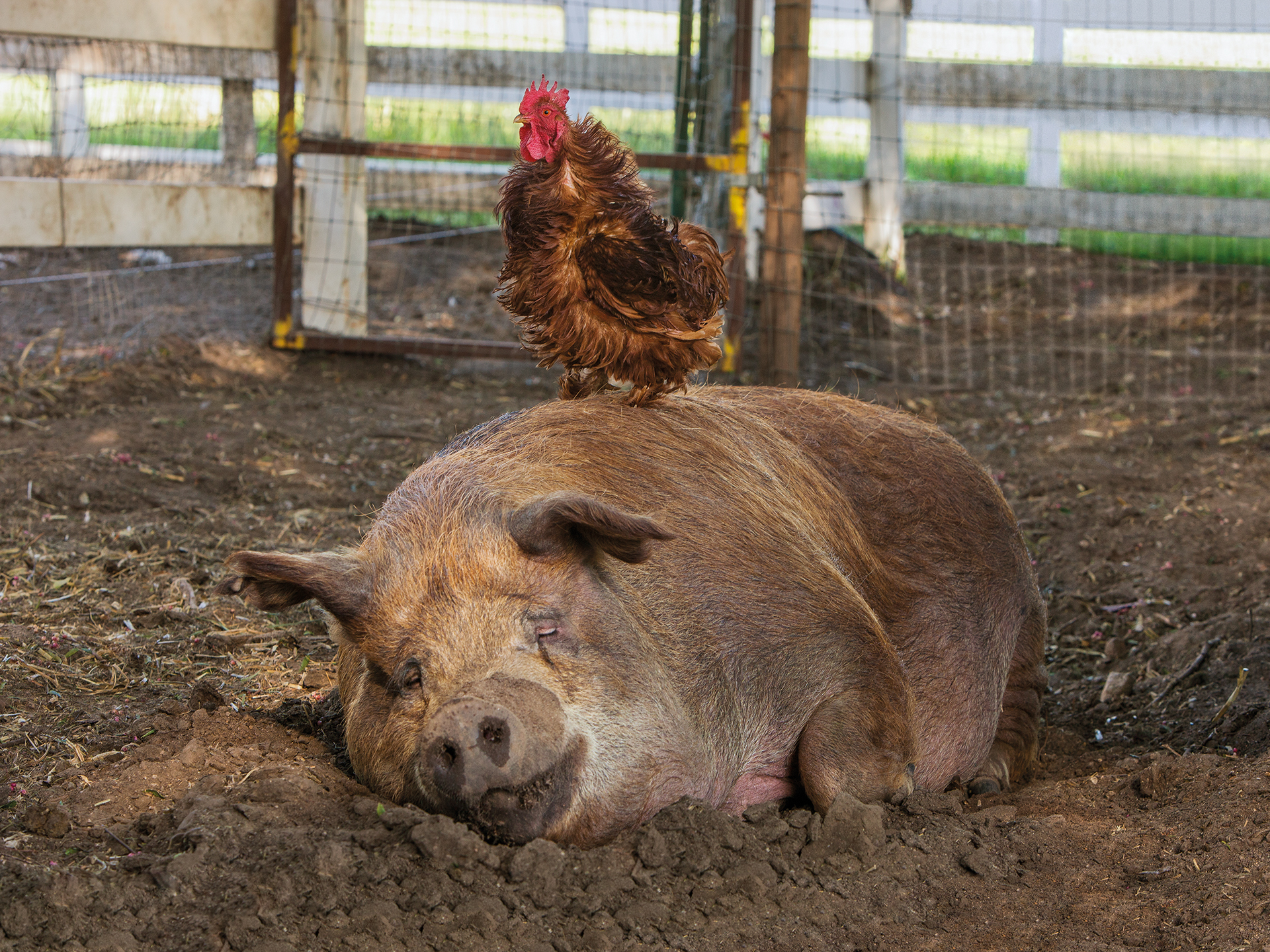 caption: <em>Some Pig</em>: A documentarian and his spouse decamp to rural California to live off the land, or try to, in the documentary <em>Biggest Little Farm</em>.
