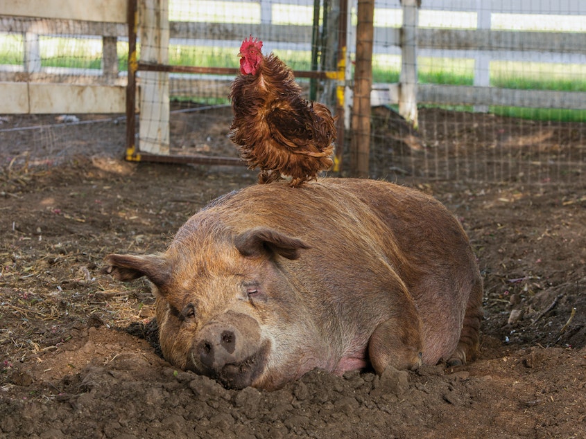 caption: <em>Some Pig</em>: A documentarian and his spouse decamp to rural California to live off the land, or try to, in the documentary <em>Biggest Little Farm</em>.