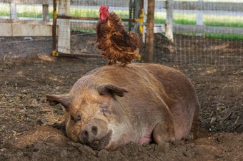 caption: <em>Some Pig</em>: A documentarian and his spouse decamp to rural California to live off the land, or try to, in the documentary <em>Biggest Little Farm</em>.