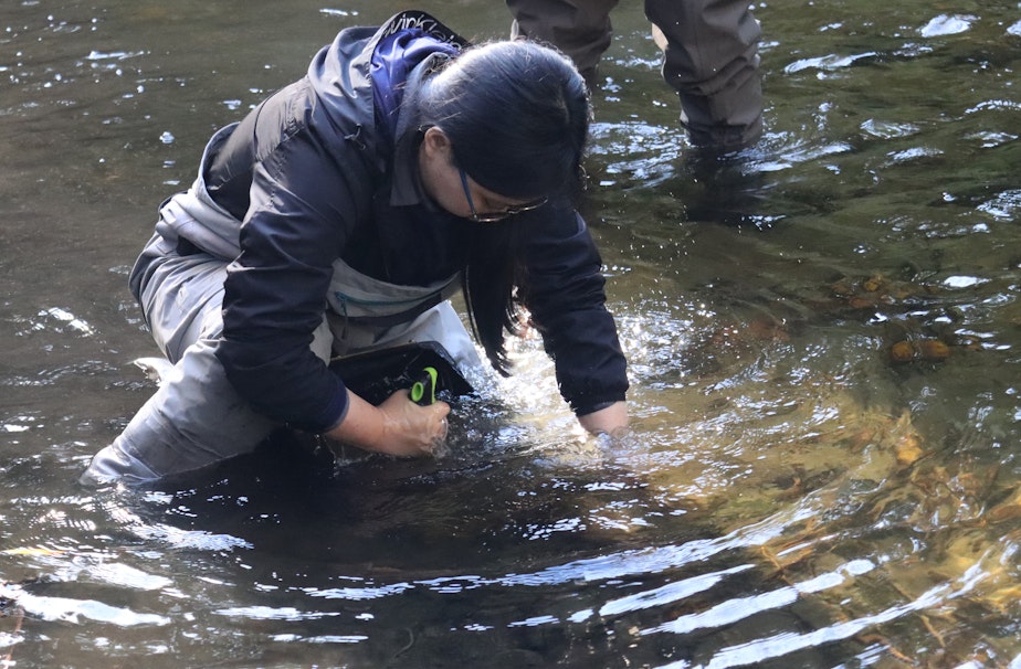 caption: Diane Yeh, an environmental aide with King County, agitates the sediment in Thornton Creek to collect samples and look for stream bugs.