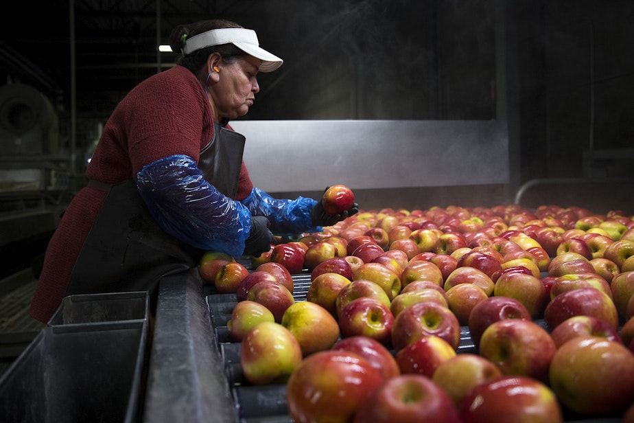 caption: Cristina Campos removes damaged apples from the flume, the front end of the packing line, on Tuesday November, 20, 2018, at Gilbert Orchards in Yakima.