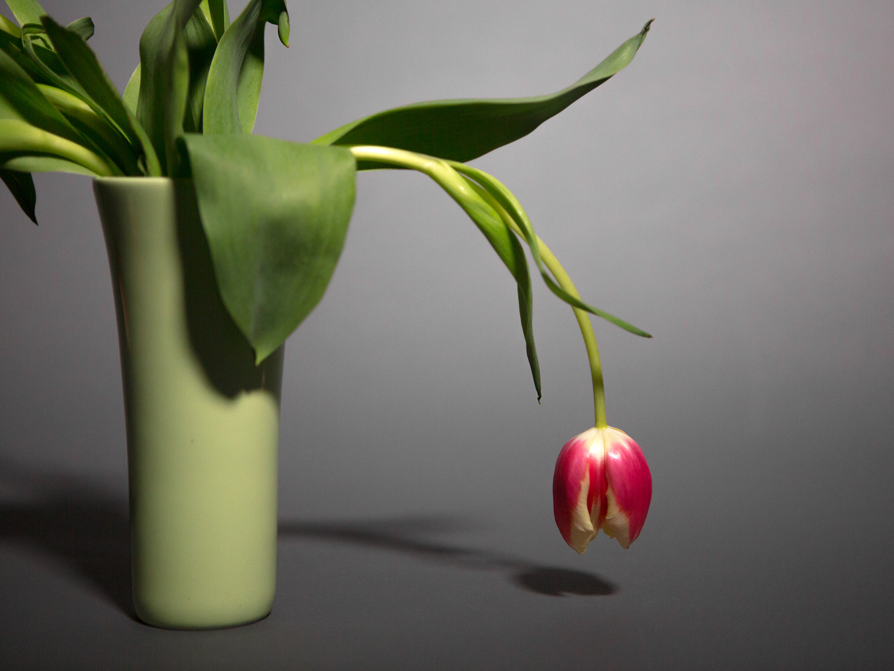 caption: Feeling like a wilted flower most days? Perk up with these natural energy boosters.