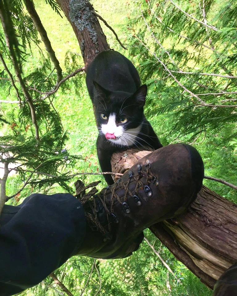 How Long Will a Cat Stay in a Tree: Expert Tips to Rescue Fast