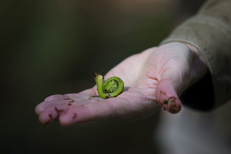 caption: Author and forager Langdon Cook holds a Lady fern fiddlehead on Monday, April 15, 2019, along the Tiger Mountain Trail in Issaquah. 