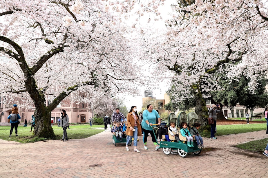 caption: Childcare workers take children for a stroll through the University of Washington's Quad as the cherry trees go into full bloom on March 23, 2022.