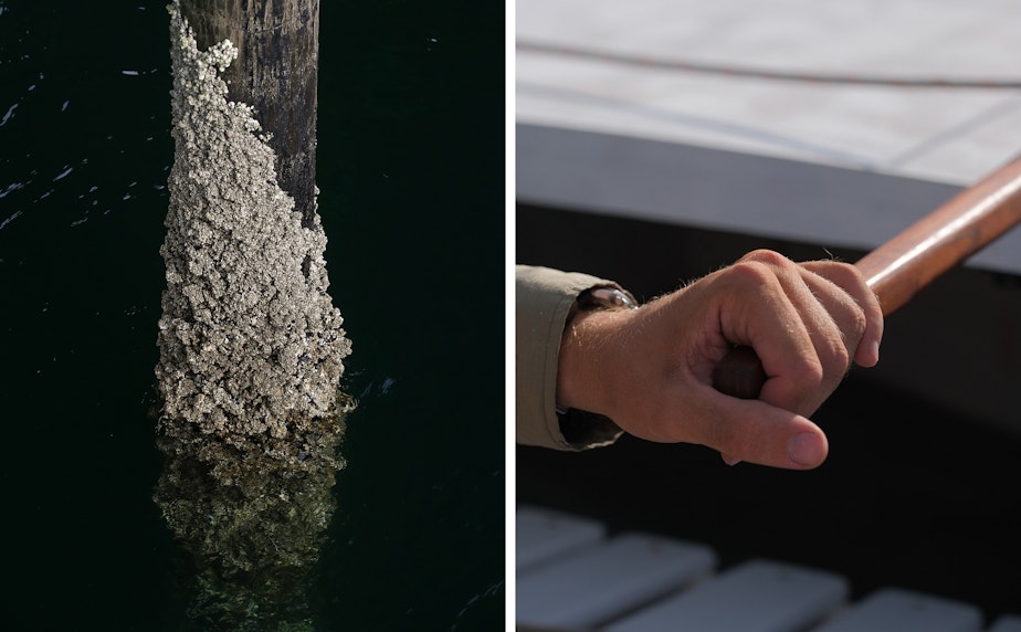 caption: (Left) Barnacles grow on a piling at the West Seattle Water Taxi pier, August 25. (Right) Clark Weitkamp, livery manager at the Center for Wooden Boats, rows a peapod rowboat on Lake Union, September 9.