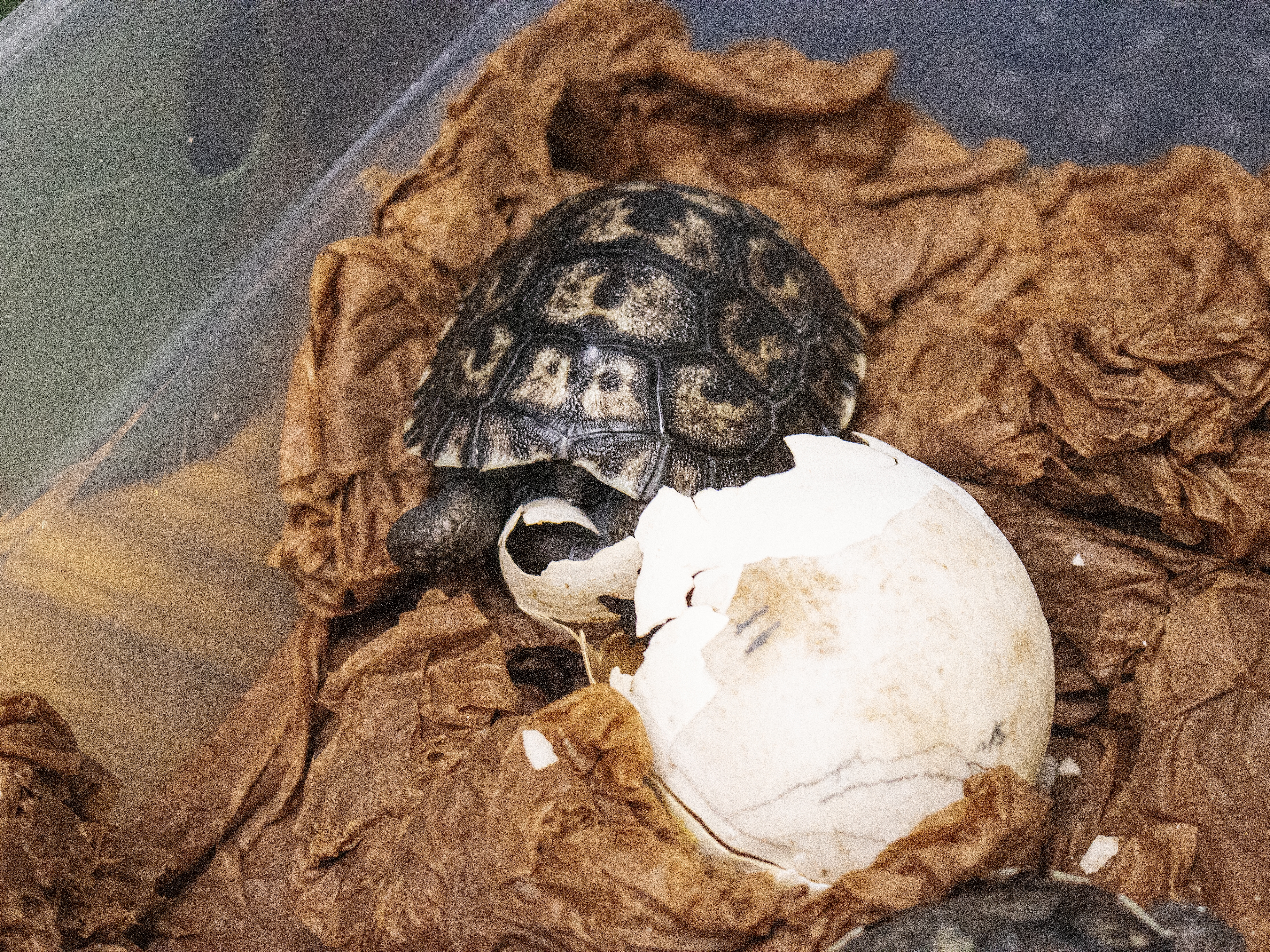 caption: A Western Santa Cruz Galapagos tortoise hatchling is shown, one of four that hatched recently at the Philadelphia Zoo.