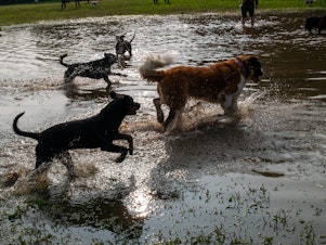 caption: Healthy dogs romp in Brooklyn's Prospect Park in early October, after a storm caused severe flooding. Around the country a mysterious respiratory illness is making some dogs sick.