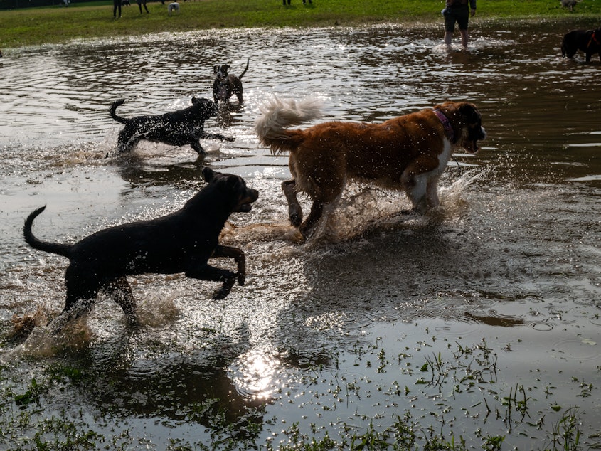 caption: Healthy dogs romp in Brooklyn's Prospect Park in early October, after a storm caused severe flooding. Around the country a mysterious respiratory illness is making some dogs sick.