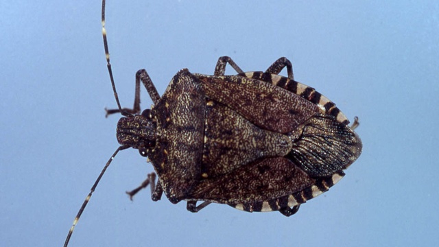 caption: Northwest researchers are teaming up to stop an invasion of stink bugs moving across the region. The bugs, which can smell like dirty gym socks, ruin tree fruit and grape vines.