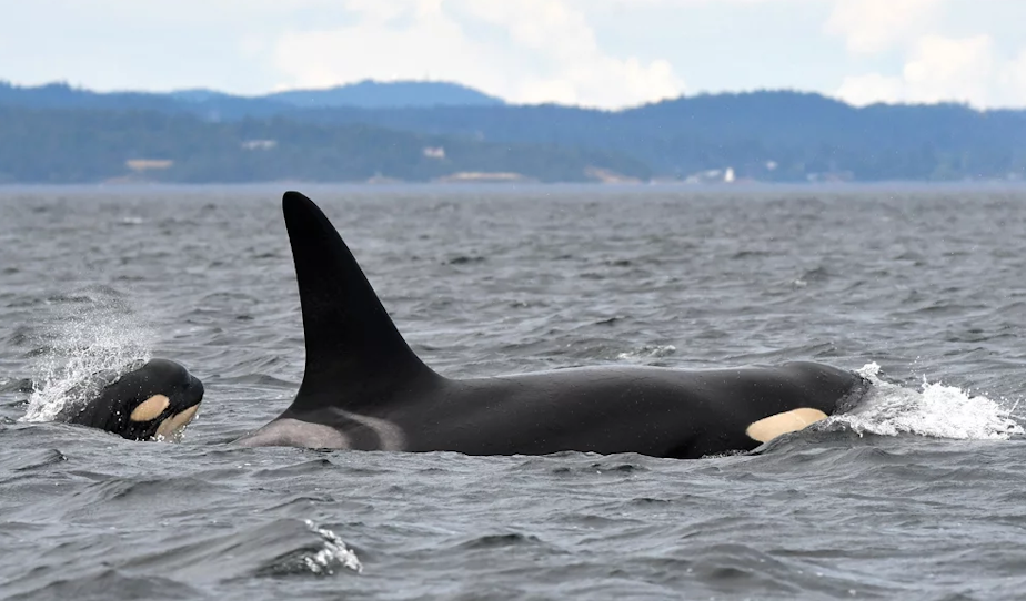 caption: A new baby orca calf is spotted off Vancouver Island on July 9, 2022. The calf was named K45 and is the first to be born to the K-pod since 2011. 