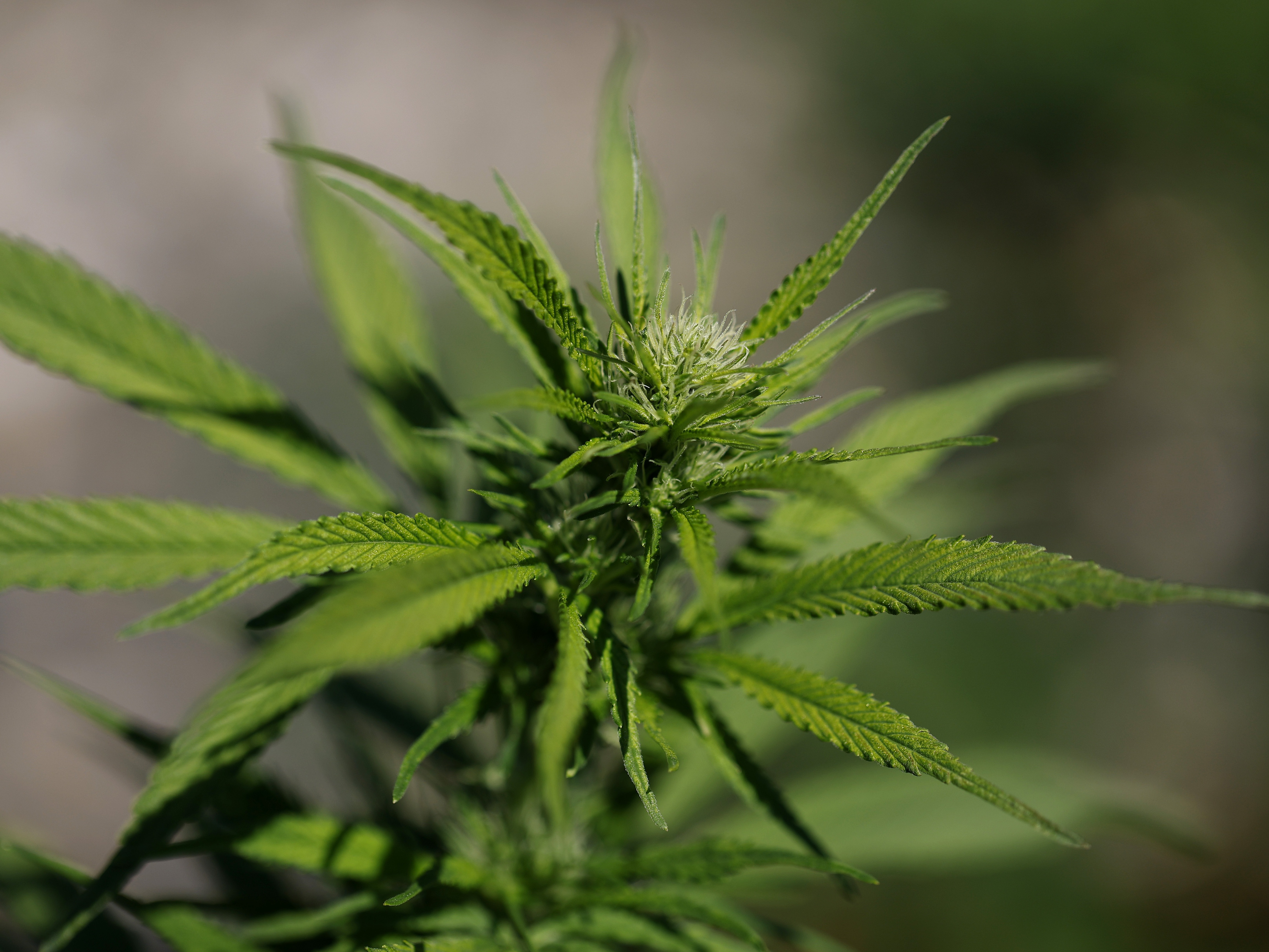 caption: While many people turn to cannabis to help with mental health conditions, the scientific evidence is scant.