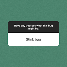 caption: We asked on our Instagram stories if they had any guesses as to what a particular bug in question was. Stink bug? Pentagon bug? Pokemon?! 