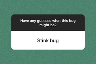 caption: We asked on our Instagram stories if they had any guesses as to what a particular bug in question was. Stink bug? Pentagon bug? Pokemon?! 
