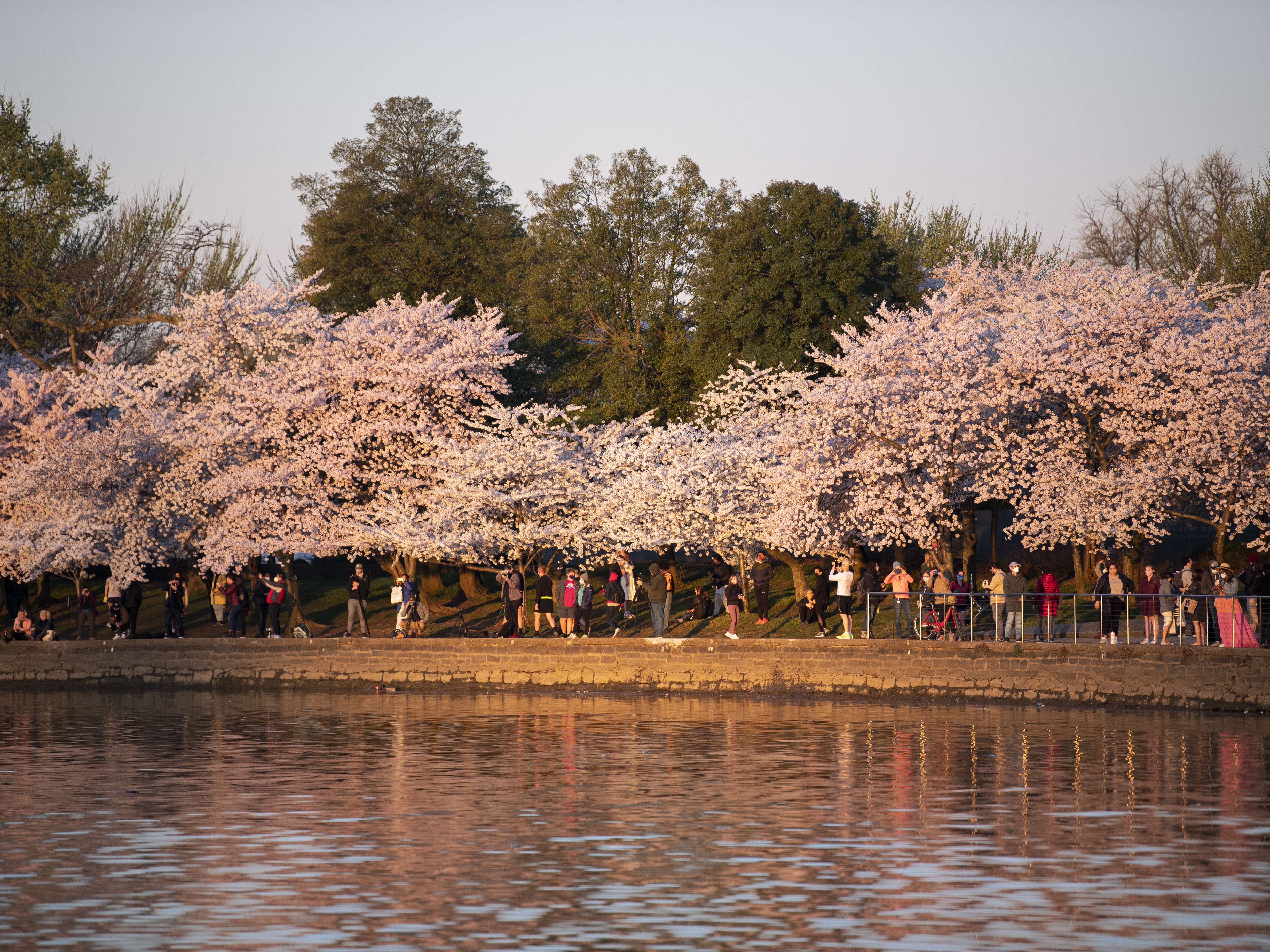 caption: Visitors gather to watch the sunrise under blooming Japanese cherry blossom trees along the Tidal Basin in Washington on March 30, 2021.