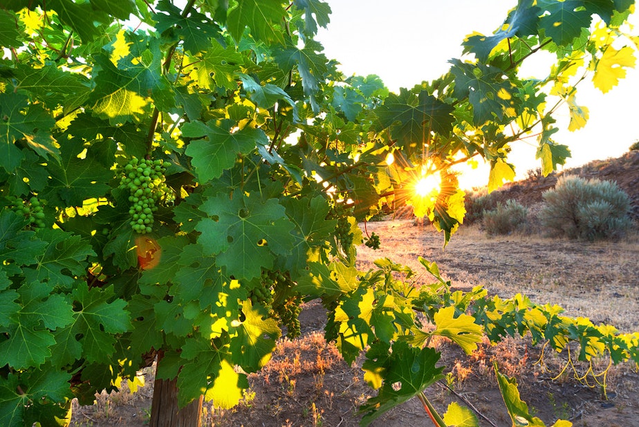 caption: Grapes on the vineyards of Cave B Winery in Quincy, Washington.